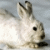 whiterabbit's avatar