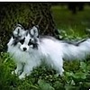 whitereynard's avatar