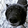 wildwolf913's avatar
