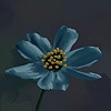 Willowvale's avatar