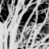 winter-joy's avatar