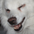 Wolf-Nymph's avatar