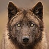 WolfAssassin754's avatar