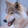 wolfcliff's avatar
