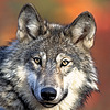 Wolffus1996's avatar