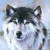 wolfhunter00's avatar