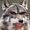 WolfieWantsToDraw's avatar