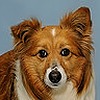 wolfkhaleesi's avatar