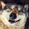 wolflover46's avatar