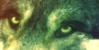 WolfMasterPieces's avatar