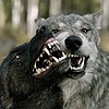 Wolfsoullobo's avatar
