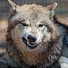 WolfThorn3D's avatar