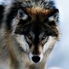 wolfwolf100's avatar