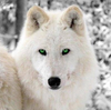 WolfytheWolf951's avatar
