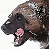 wolverine103197's avatar