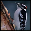 WoodpeckerArt's avatar