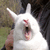 wtfbunnyplz's avatar