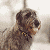 wulfhound's avatar