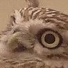 X-BL00D's avatar