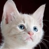 Xara6716's avatar