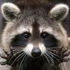 xBlackTiger666x's avatar