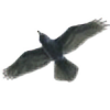 xBlackxRavenx's avatar
