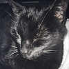 XenaMyCat's avatar