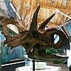 XenoCeratops's avatar