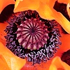 xenoplasma's avatar