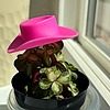 xeosia's avatar