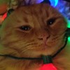 xFen's avatar