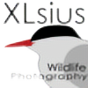 XLsius's avatar