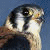 xsparrowhawk's avatar