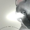 xwllwn's avatar