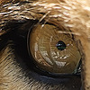 XxRavxn's avatar