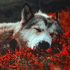 XXWolfMoonX's avatar