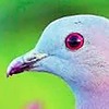 YAMsgarden's avatar
