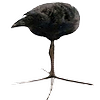 yeetusguy's avatar