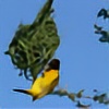 Yellow-Weaver's avatar