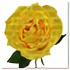 yellowbrickrose's avatar
