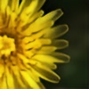 yellowsunday's avatar