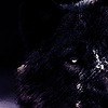 ZavvkkeyVJ's avatar