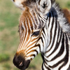 ZebraDust42's avatar