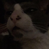 ZebraSmiley's avatar