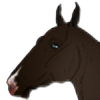 zolaris-sporthorses's avatar