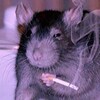 ZuppaDiPomodoro's avatar