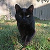 zz-photography's avatar