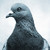 :icon1pigeonblue: