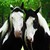 4321h :icon4321h: