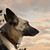 :icon4pawsheroes: